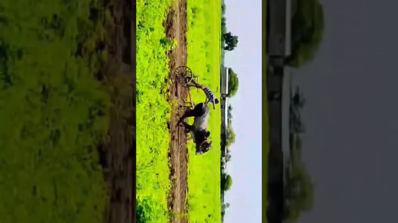 Navin gore ram aani moroti Akola