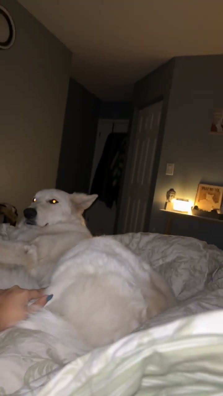 Dog Refuses To Put Leg Down || ViralHog