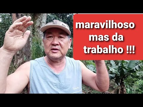 Vídeo: Melhores árvores de sombra Região Nordeste: Plantando árvores de sombra da Nova Inglaterra