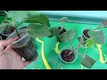 Павловния,размножение зелеными черенками/Paulownia, propagation by green cuttings