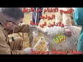 الحلقة 1 اول مرة في المغرب تهييج الاغنام عن طريق البونجة بروجسترول مما يوفر ولادتين في السنة