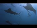 Sail Fish Hunting | Planet Earth | BBC