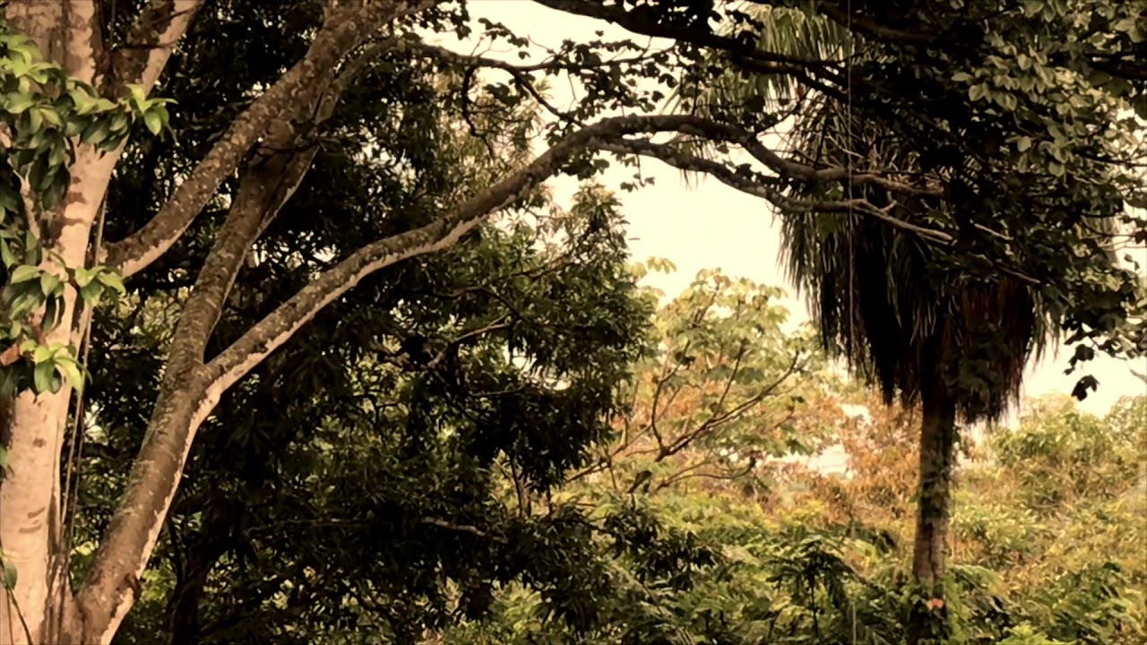 Capuchin monkey in Puntarenas, Costa Rica - beautiful, up close wildlife; amazing ecotourism Travel