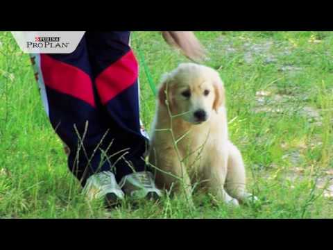 Video: Ako Vycvičiť šteňa Na Obojok A Vodítko