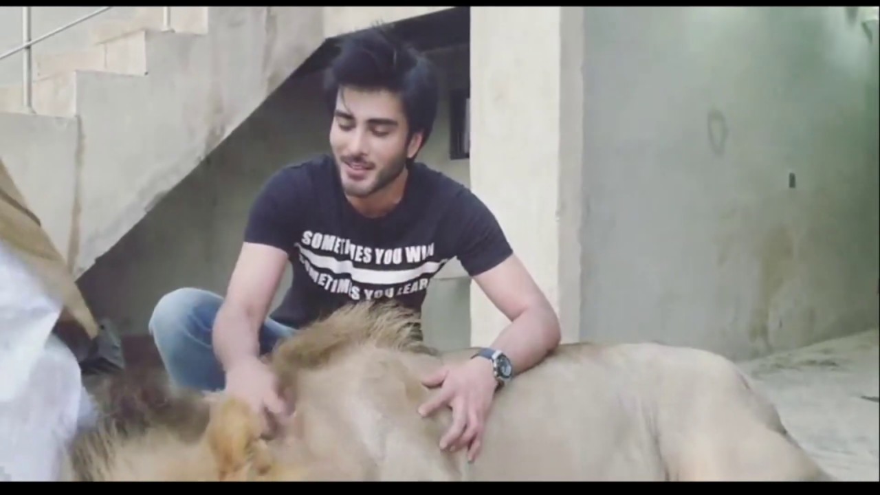 Playing With Simba Lion | Animal | Imran Abbas Fans Official