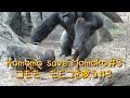 Komomo save Momoko＃3 (girl gorilla save her mother)　Gorilla at Ueno Zoo　コモモがモモコを救う＃3　上野動物園のゴリラ