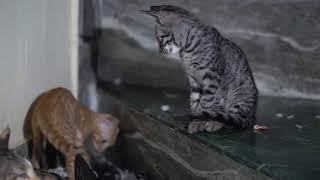 Cat Brings Pigeon For The Kittens