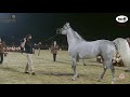 N 234 SUNDOWN K A    Katara International Arabian Horse Festival   Stallions 7 10 Years Old Class 11