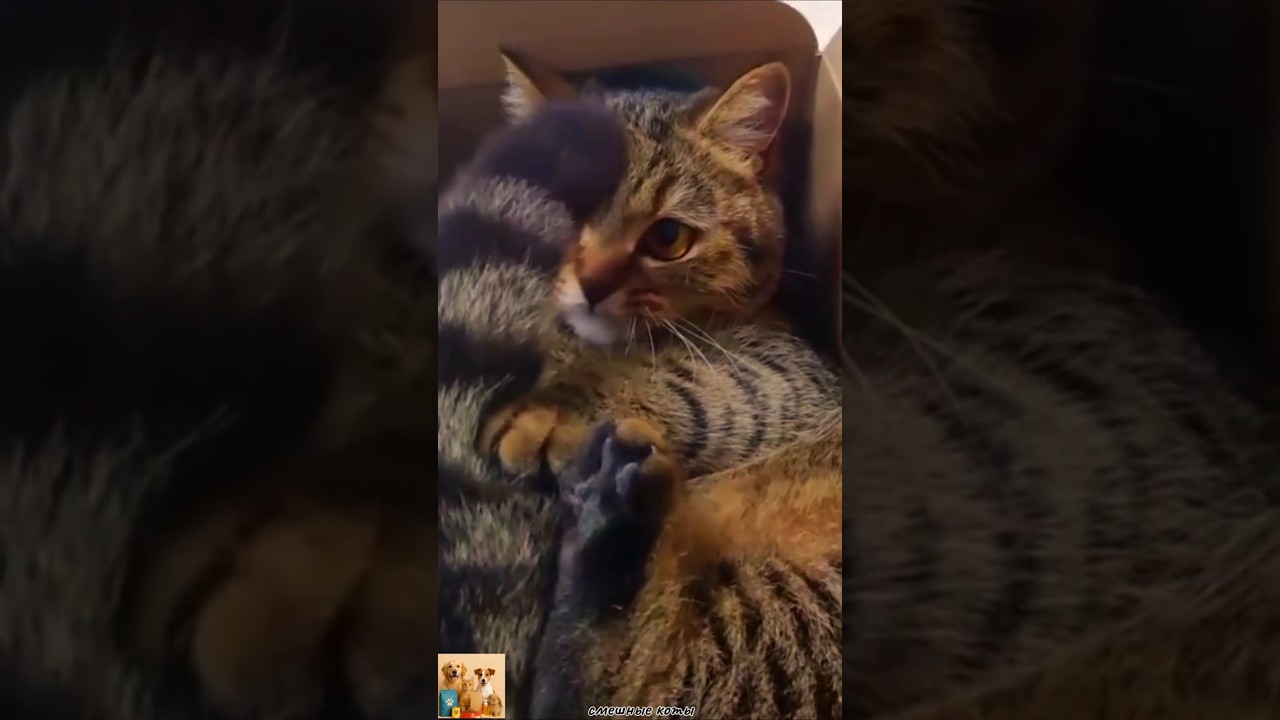 Смешные коты. 