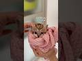 水頭症の子猫の一生懸命の戦い