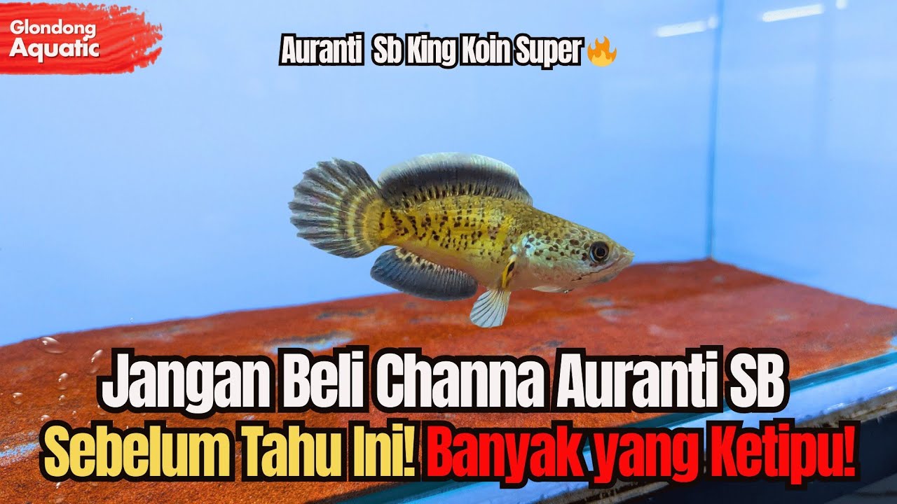 Cara Memilih Channa Auranti SB yang Sehat + Tips Perawatan Harian