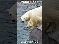 アザラシいたー！連続ダイブ！ホッキョクグマ親子のオープン初日はハジケた #polarbear #shorts