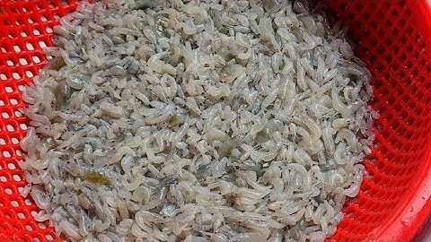 Bí quyết làm sạch râu tép chỉ một bước đơn giản không cần d a o kéo