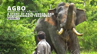 A story of pain, anger, and compassionate elephant treatment | Agbo Episode 02