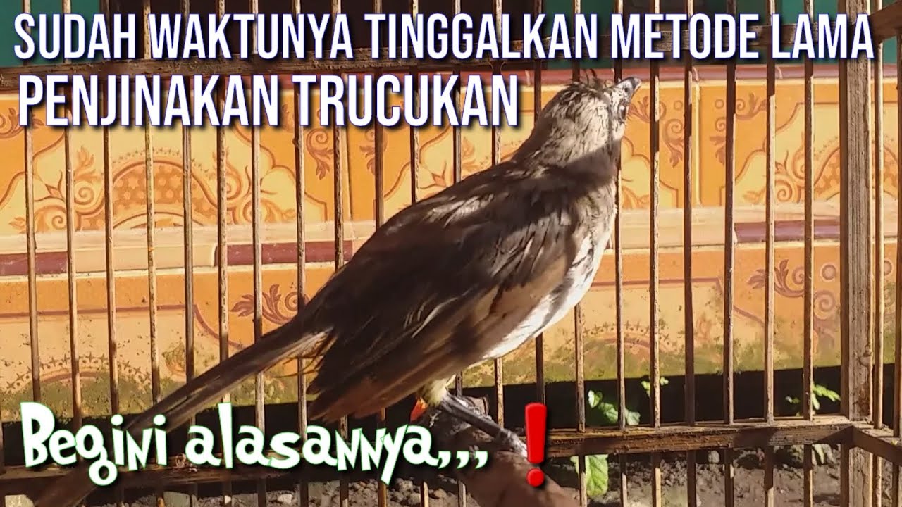 Kenapa saya melarang kalian Menjinakan Trucukan ombyokan dg cara lama? Begini Alasannya,,!