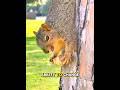 Have you noticed how squirrels are everywhere #squirrel #nature #trending