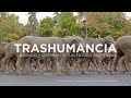 Trashumancia: "Andando y sembrando" un futuro sostenible