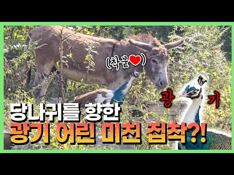 애착 형성이 잘못된 공작새🦚.. 왜 이럴까요?