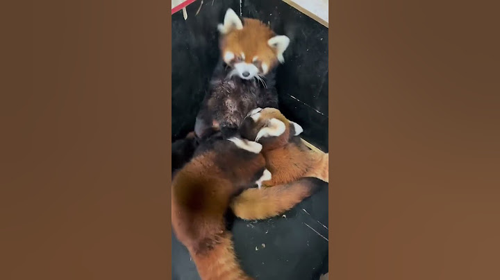 小熊猫妈妈带娃小熊猫 小熊猫不是小浣熊