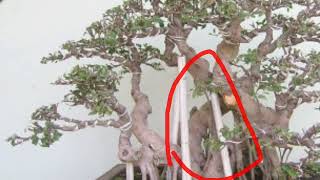 Cara Menumbuhkan Akar Sulur/ Akar Gantung Bonsai Beringin Cara Menumbuhkan Akar Sulur/ Akar Gantung Bonsai Beringin