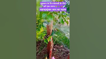 शुक्रवार के दिन बेल पत्री के वृक्ष के नीचे एक घी  का दीपक जलाएं #pradeepmishrajidhankeupay #katha