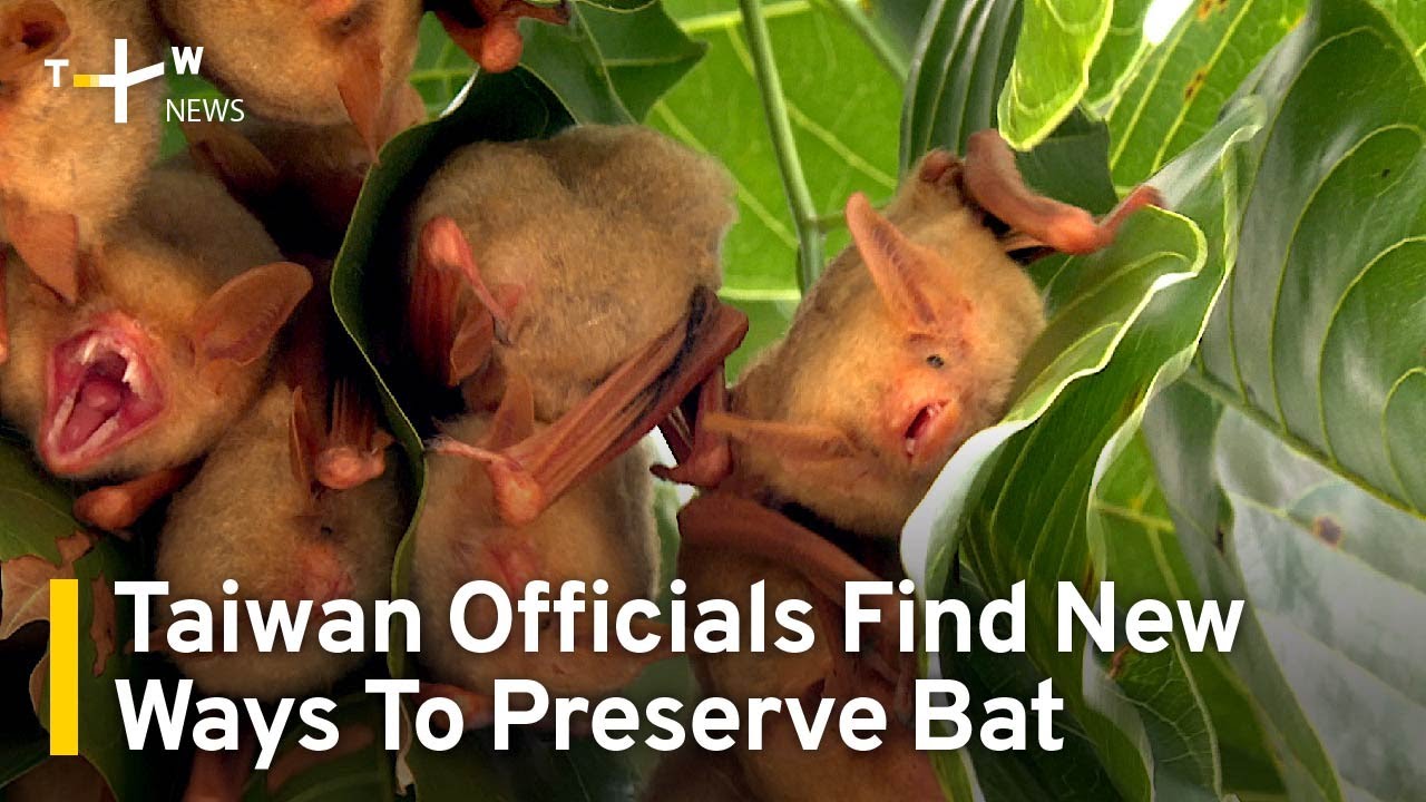 Taiwan Officials Find New Ways To Preserve Bat Habitats | TaiwanPlus News