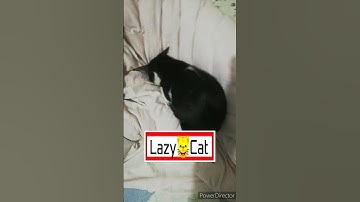 Lazy Cat Sleeping | Fascinating Pets #lazy #cat #sleeping