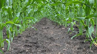Защита кукурузы от сорняков по вегетации