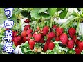 【養養養花花花】盆栽草莓苗，只需記住幾個小技巧，果子長的大，香味足，非常甜！