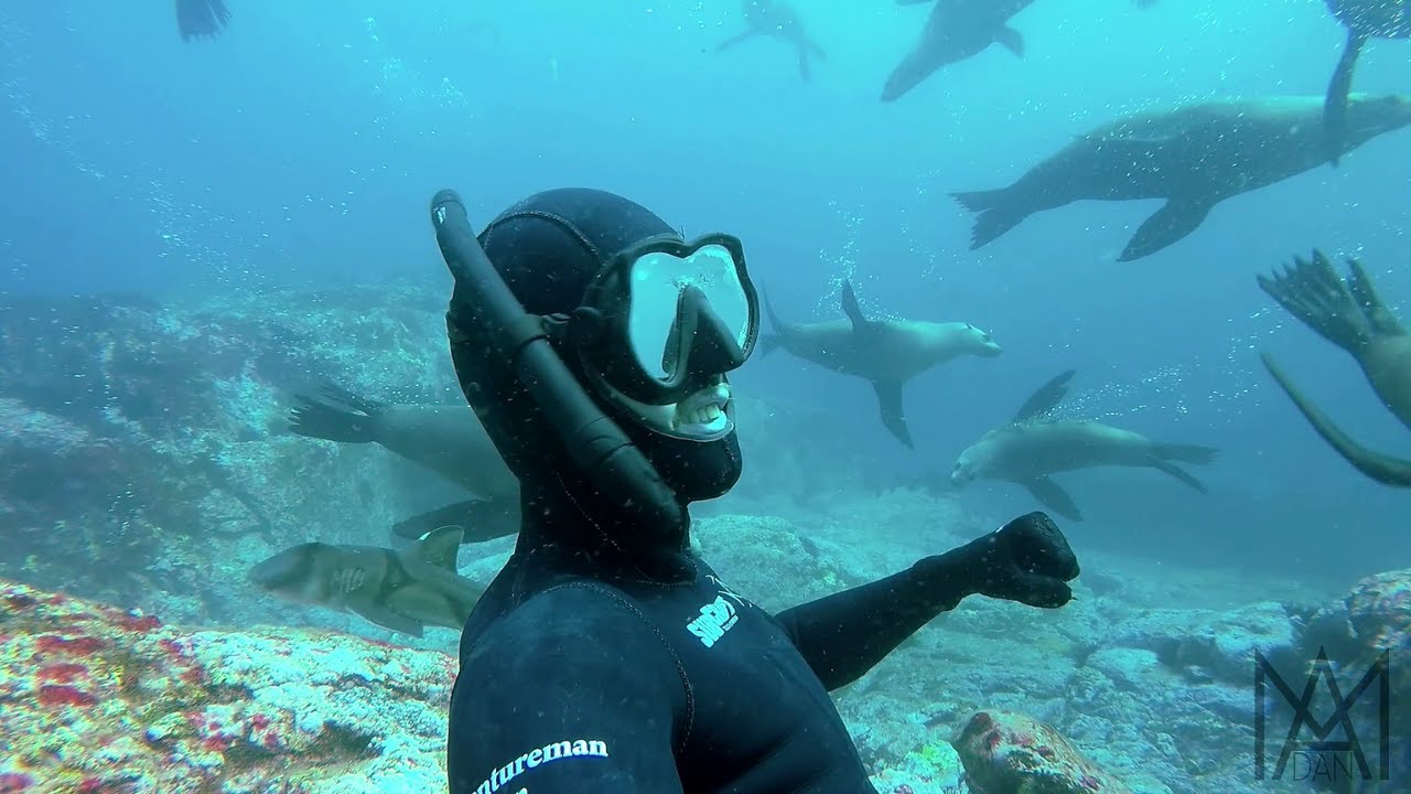 Freediving with Fur Seals & More (Australia 🇦🇺)