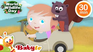 Zwierzęta dla dzieci - Miś, Lew, Małpy i nie tylko 🦊 🦒 | Filmy dla dzieci | Pełne odcinki @BabyTVPL