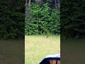 One Reason I'm Not Cutting Grass Yet. They're Eating Clover