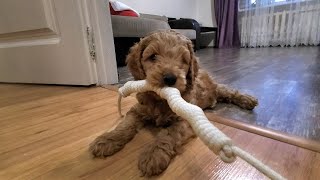Meet Oscar the Adorable 7 Week Old Puppy