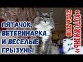 ПЯТАЧОК, ВЕТЕРИНАРКА И ВЕСЕЛЫЕ ГРЫЗУНЫ ❖ КОТОЖИЗНЬ! 21.06.2018