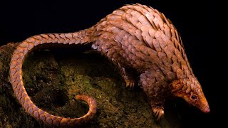 すごい「ほ乳類」