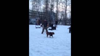 Защитно караульная служба питбуль(, 2015-02-02T14:22:38.000Z)