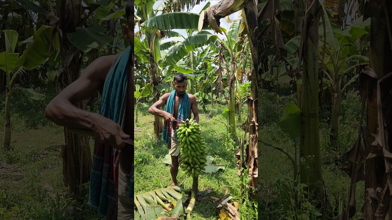 Banana cutting skill..🪓😱(ep-2704) 