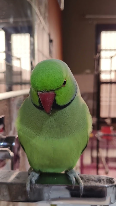 Parrot clear voice 🦜 #parrot #talkingparrot #birds #parrotsinging #parrotsounds