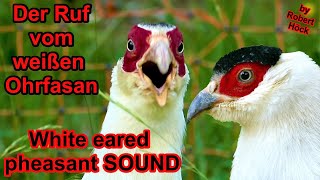 Der Ruf Vom Weißen Ohrfasan Crossoptilon Crossoptilon - Warnruf, Kontaktruf, Lautäußerung, Stimme