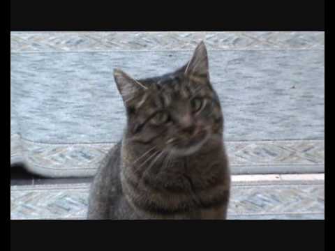 Videó: Hogyan Beszéljünk Egy Macskával