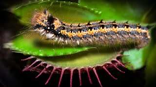 Venus Flytrap Catches a HAIRY CATERPILLAR - In Extreme Macro Detail!