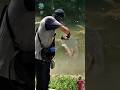 Man Catches Giant Arapaima Using a Slingshot 😱🎯 #shorts #viral #funny #fishinglegend #amazingshot