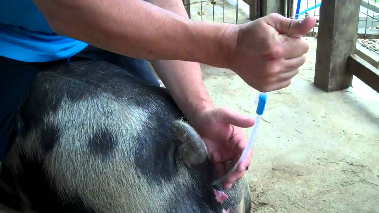 Покрытие свиньи. Технологии искусственного осеменения свиноматок. Фракционный метод осеменения свиней. Фракционный метод искусственного осеменения свиней. Искусственное оплодотворение свиноматки.