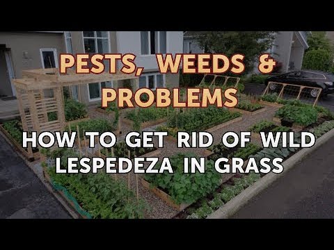 Видео: Common Lespedeza Борьба с сорняками - Удаление Lespedeza с газонов