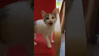 The kitten is Yelling for going out #funnyvideo #kitten