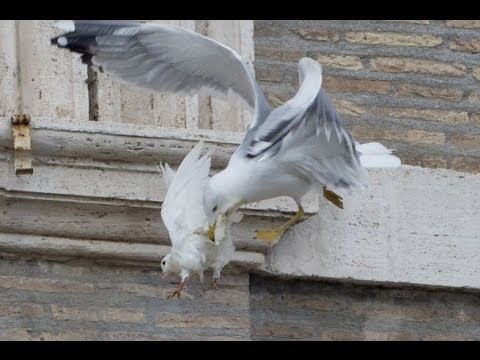 Video: ¿Mueren las palomas liberadas?