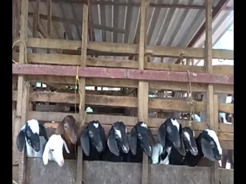 "funny-video"small-goats-funny-head-movement