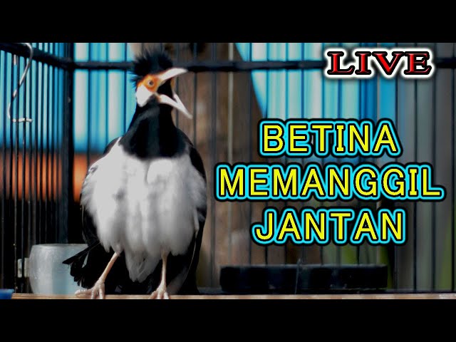 JALAK SUREN BETINA MEMANGGIL JANTAN, PANCINGAN SUREN AGAR BUNYI class=