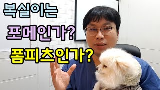 복실이는 포메인가? 폼피츠인가?