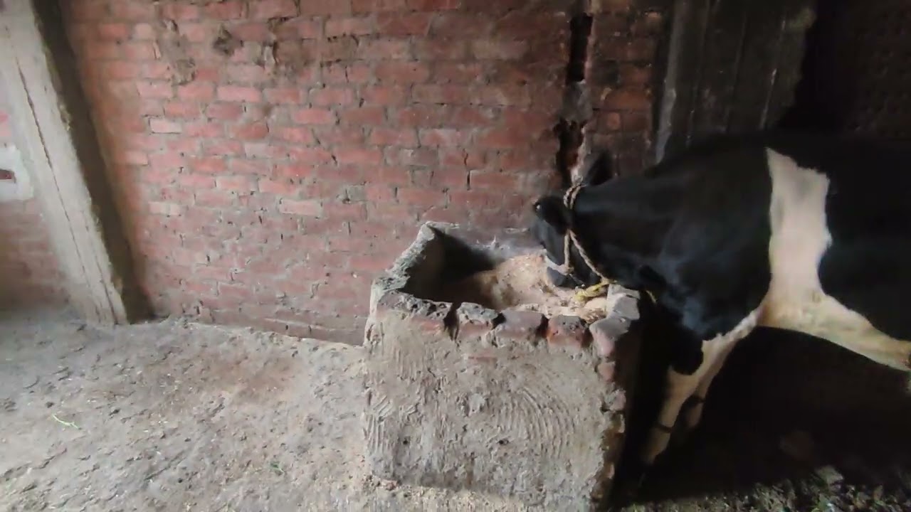  روتين أكل العجل فوق السطح | تفاصيل محدش بيقولها#تربية_العجول#تربية_مواشي#العجل#مزارع#فلاحين_مصريه